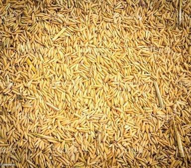 Brown Yellow Paddy Seeds