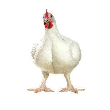 Healthy White Live Broiler Chicken Gender: Both