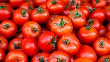 Raw Processing Round Pack Of 50 Kilogram Fresh And Natural Tomatoes