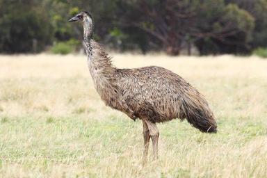 1 Month Old Emu Breed  Preserving Compound: Salt