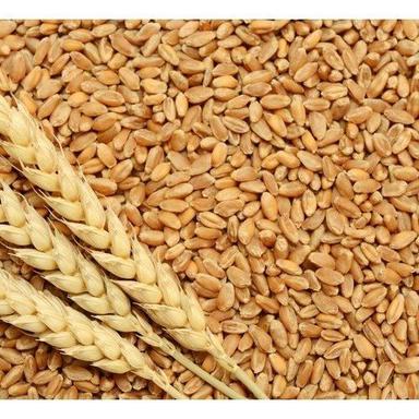 Brown Wheat Grains Broken (%): 5 %