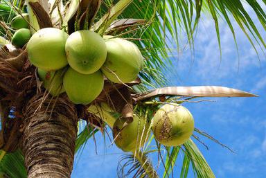  मानव उपभोग के लिए सामान्य 100% खेत में ताजा भूसी और जमे हुए नारियल 