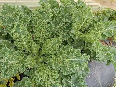 100% Fresh Organic Dark Green Kale Leaves Vegetable Age Group: For Adults