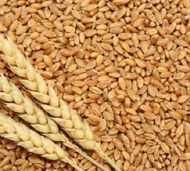 25 Kilogram 99% Common Cultivated Pure Organic Cultivation Wheat Grain Broken (%): 2%