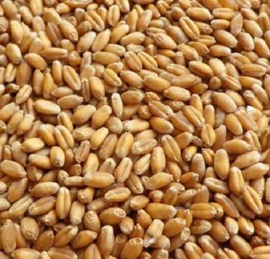 Brown Pure And Natural Commonly Cultivated Food Grade Wheat Grain 