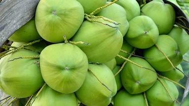 हरे प्राकृतिक रूप से उगाए गए एंटीऑक्सीडेंट और स्वस्थ फार्म फ्रेश इंडियन ओरिजिन सेमी हस्केड नारियल