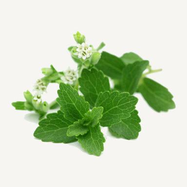 Natural And Organic Dark Green Stevia Plants Used In Medicine