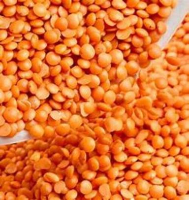 Rich In Nutrients And Good For Healthy Lifestyle Natural Organic Red Masoor Dal