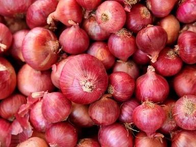 Pure And Natural Spherical Widely Cultivated Seasoned Raw Fresh Red Onion