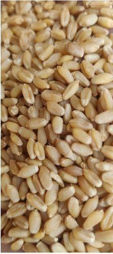 Green A Grade Common Cultivated Pure Dried Lokwan Wheat Grains