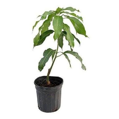 Fast Growing Evergreen In Nature Green Mango Plant Shelf Life: 100 Years