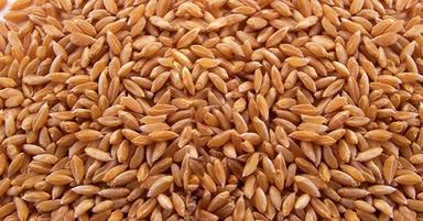Red Brown Indian Wheat Seeds