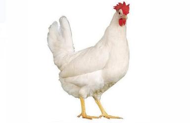 White 2.5 Kilograms 1.5 Month Old Age Male Live Chicken 