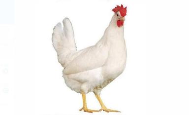 White 3 Kilogram 1 Month Old Age Healthy Poultry Farming Leghorn Live Chicken