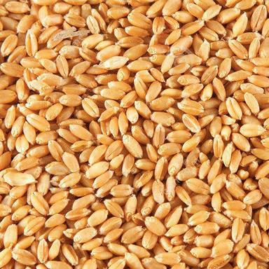 Hygienically Processed Healthy High Fiber Impurities Free Nutritious Wheat Grain 