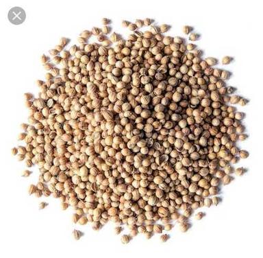 Coriander Seeds For Cooking Usage In Light Golden Brown Color, Moisture 10% Max Hardness: Soft