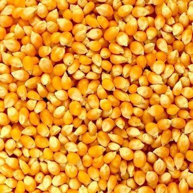 Hard Texture Fresh And Dried Microwave Popcorn Maize Seed Admixture (%): 2.5%
