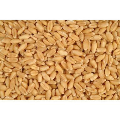 High In Protein And Fiber Brown Wheat Grains Broken (%): 18-6%