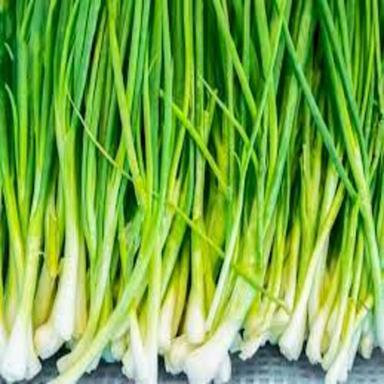 A Grade Spring Onion