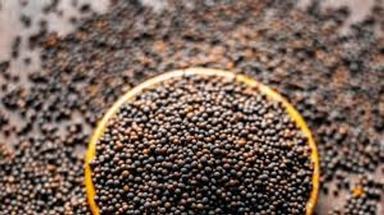 Common Health Promoting Anti Oxidant Natural Dried Black Organic Mustard Seeds