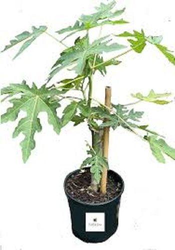Yellow Antibacterial Specialized Structures High Growing Capacity Papaya Plant