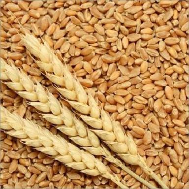 Easy To Digest Commonly Cultivated Dried Hard Wheat Grain