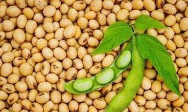 Light Brown Good Source Of Fiber And Protein Dried Pure Soya Beans