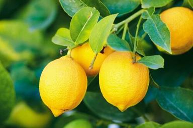Black Wholesale Rate Medium Size Indian Farm Fresh Yellow Lemon For Vegetable & Pickle