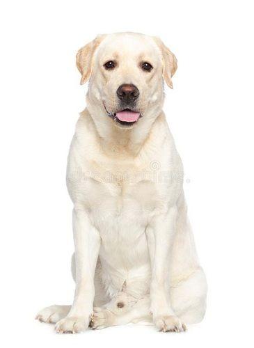 भूरा 29-36 किलोग्राम वज़न प्यारा पारिवारिक मित्र नस्ल लैब्राडोर कुत्ता 