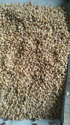 Indian Wheat Food Products, Packaging Size: 50 Kg, Organic
