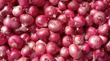 Healthy Natural Organic Fresh Pungent Strong Spicy Aroma Red Onion 