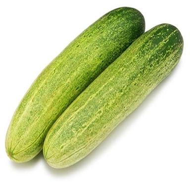 High Quality Good In Fiber And Minerals Anti Inflammatory Green A Grade Fresh Cucumber Preserving Compound: Normal Temperature
