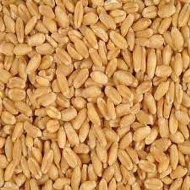 Brown A Grade Indian Origin 100% Pure Organic Whole Wheat Grain