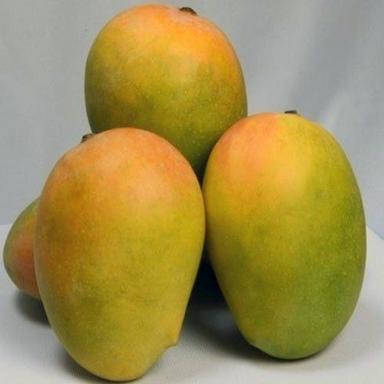 Common Sweet And Aromatic Highly Juicy Pulpy Commonly Cultivated Green Kesar Mango