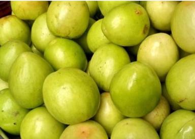 Green Natural And Healthy Sweet Fresh Jujube Fruit