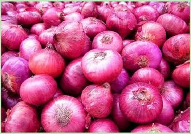 Commonly Cultivated Round Fresh Raw Onion Moisture (%): 12%