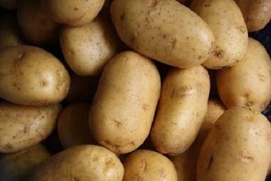 Pesticide Free Commonly Cultivated Brown Fresh Potato Moisture (%): 70%