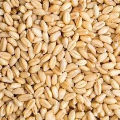 100% Organic And Natural Golden Wheat Grains