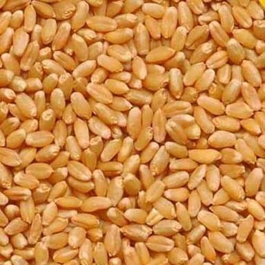 Free From Impurities Golden Wheat Seeds Admixture (%): 0.5 %