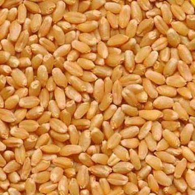 High In Protein Nutrients And Healthy Vitamins Natural Premium Wheat Grains