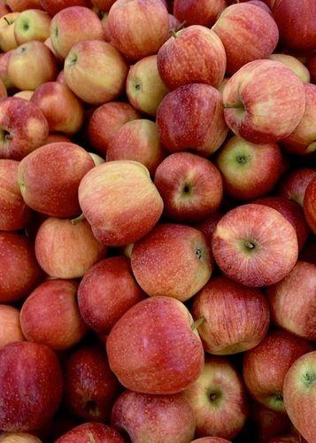 Food Grade Fresh And Healthy Commonly Cultivated Round Sweet Apple Application: Industrial