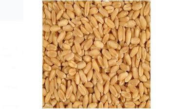 Pure And Dried Commonly Cultivated Indian Origin Sunlight Dried Wheat Grain Admixture (%): 5%