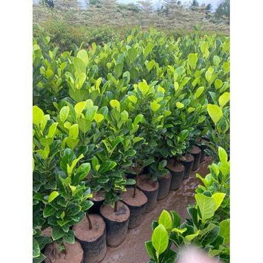 Organic Jackfruit Plant, Color : Green