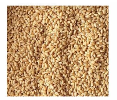 Commonly Cultivated Food Grade Dried Raw Wheat Grain, 100 Kilogram Pack