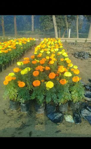 Well Watered yellow Marigold Flowers Plant, Packaging Type: Carton Box, Summer Bloom