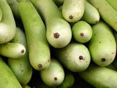 Rich In Vitamin And Minerals Naturally Grown Fresh And Healthy Bottle Gourd Moisture (%): 60.8%