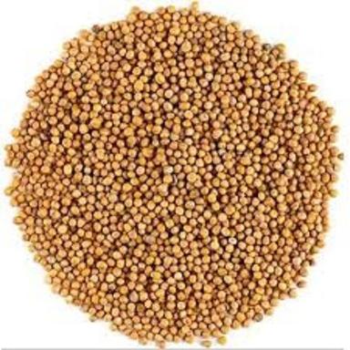 Healthy And Fresh Yellow Mustard Seeds Admixture (%): 0.25%