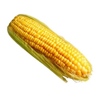 Indian Origin Organic Fresh Yellow Corn Maize