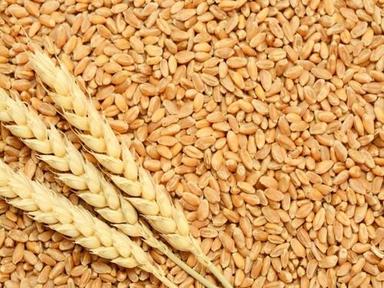 1 Kilogram Pure And Natural Common Cultivated Food Grade Dried Wheat Seed