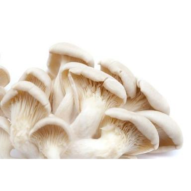 Exotic Types 100% Organic And No Preservatives A Grade Dried Milky Mushroom